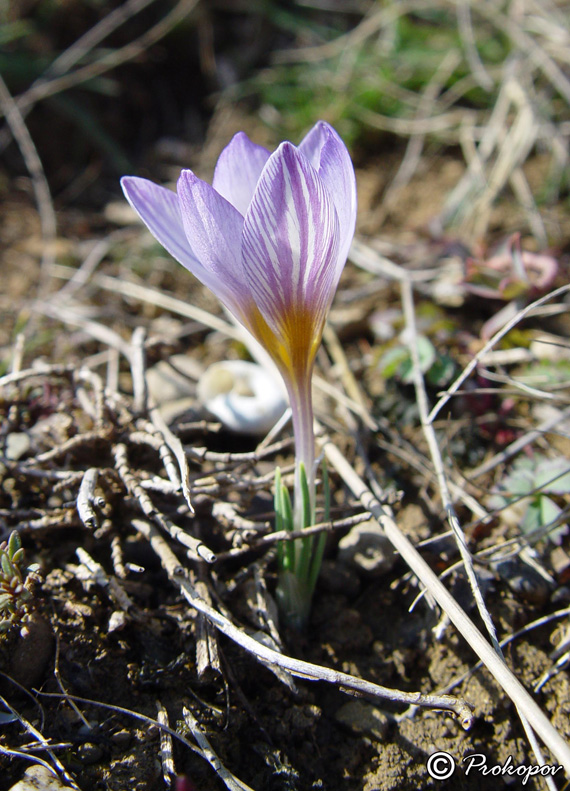 Изображение особи Crocus tauricus.