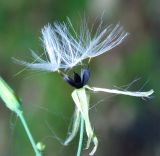 Mycelis muralis