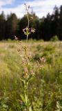 Thalictrum simplex