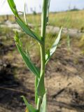 Linaria genistifolia