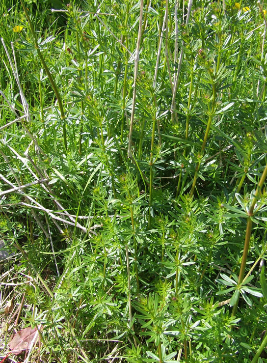 Image of Galium album specimen.