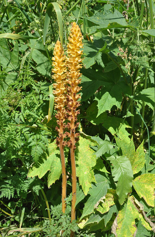 Image of Orobanche ingens specimen.