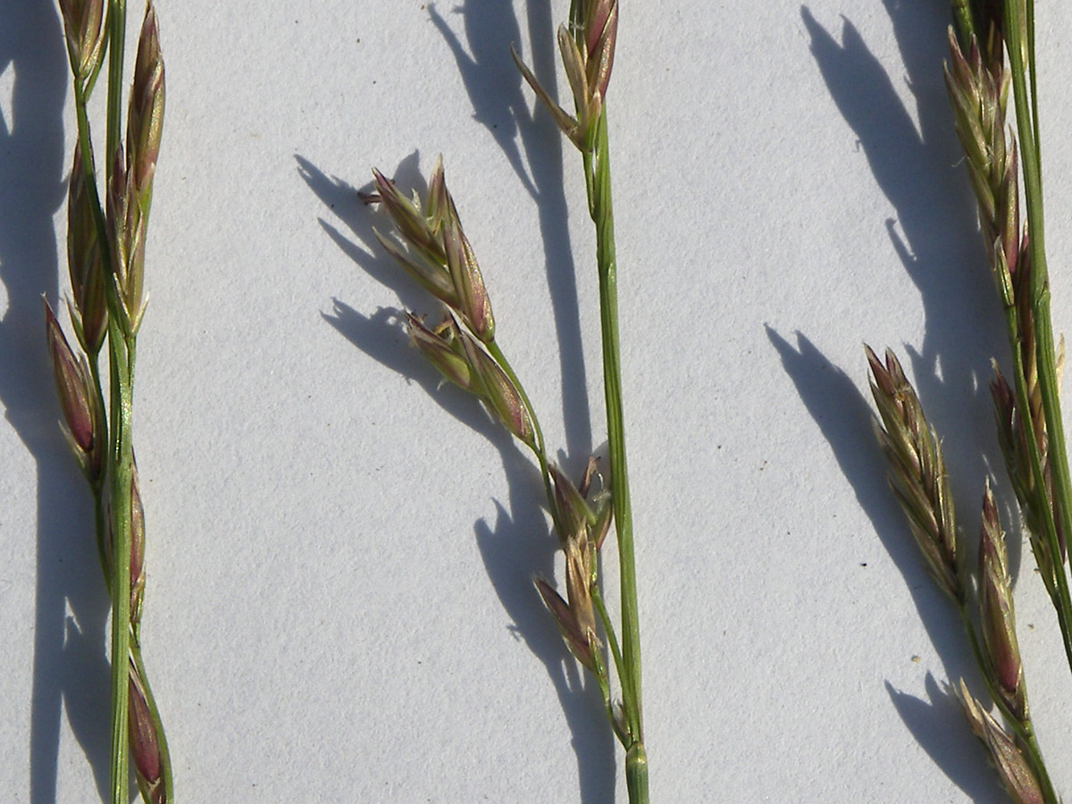 Image of Festuca regeliana specimen.