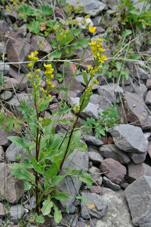 Изображение особи Solidago virgaurea ssp. dahurica.