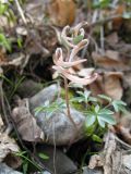 Corydalis ruksansii. Цветущее растение. Южный Казахстан, Таласский Алатау, запов. Аксу-Жабаглы, ущ. Талдыбулак, 1300 м н.у.м. 12 апреля 2011 г.