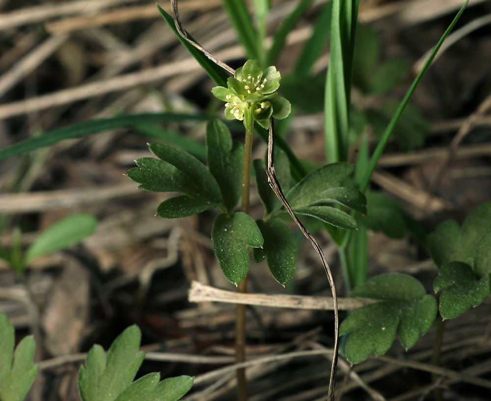 Изображение особи Adoxa moschatellina.