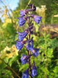 Delphinium retropilosum. Верхушка соцветия (форма с голой осью соцветия). Томская обл., окр. г. Томск, лесной луг. 27.07.2009.