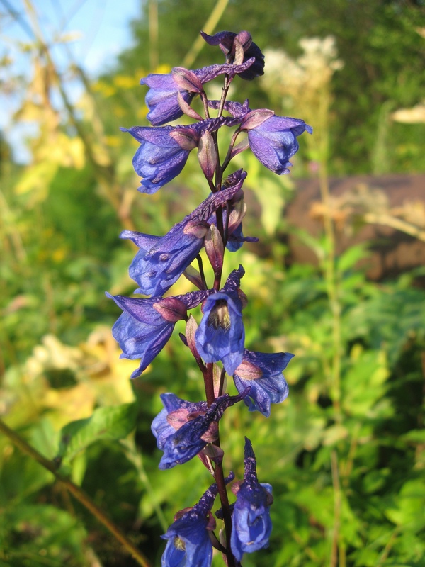 Изображение особи Delphinium retropilosum.