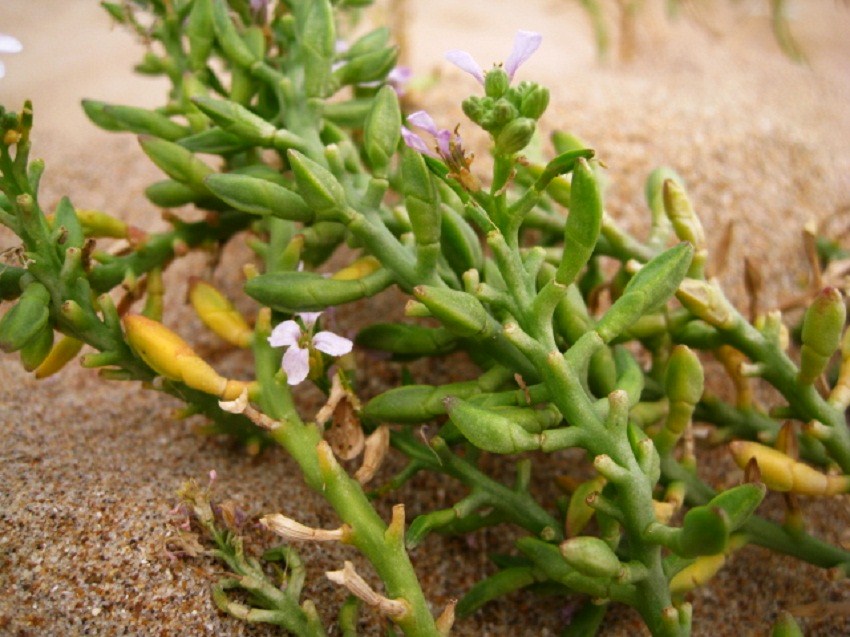 Image of Cakile euxina specimen.