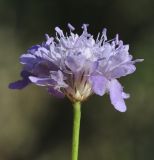 Cephalaria transsylvanica