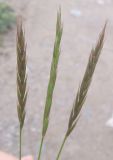 Elymus mutabilis