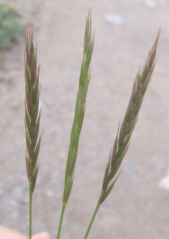 Изображение особи Elymus mutabilis.