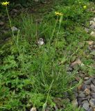 Tragopogon