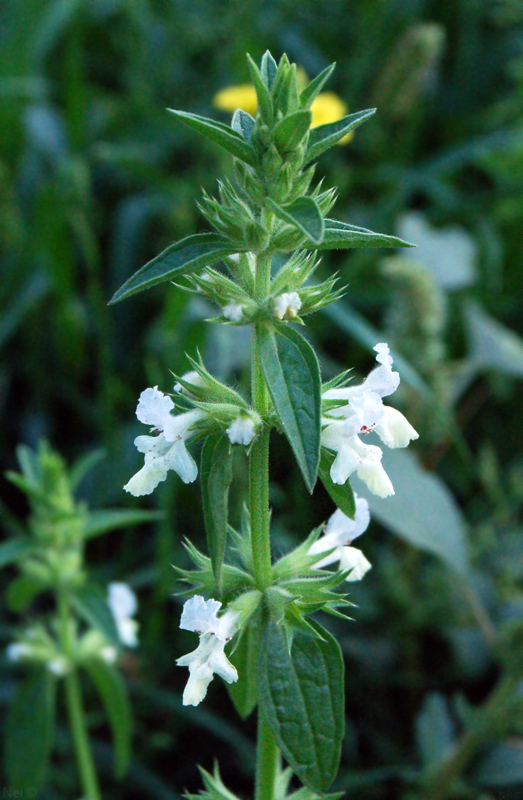 Изображение особи Stachys annua.