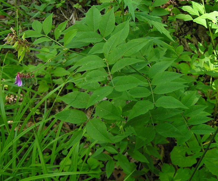 Image of Vicia ramuliflora specimen.
