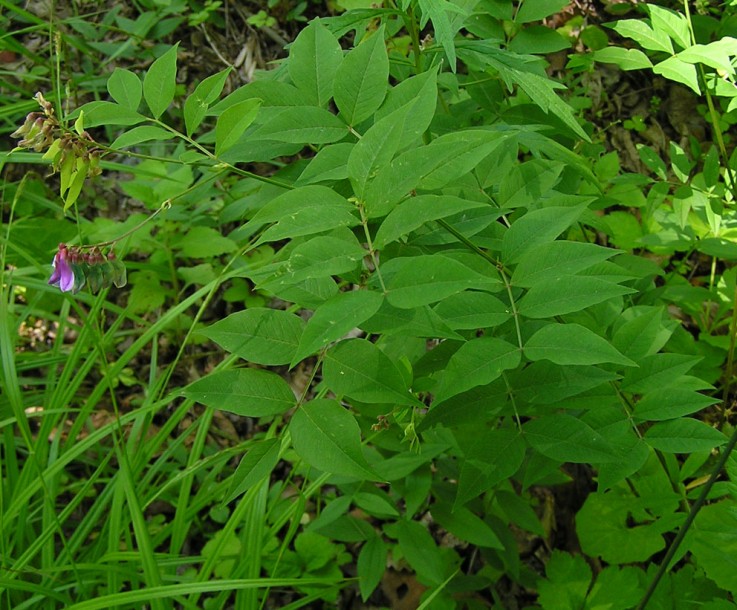 Изображение особи Vicia ramuliflora.