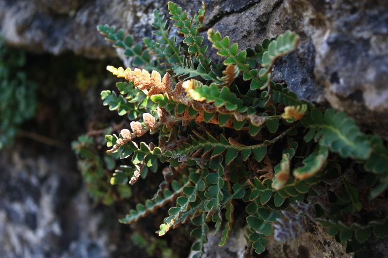 Image of Ceterach officinarum specimen.