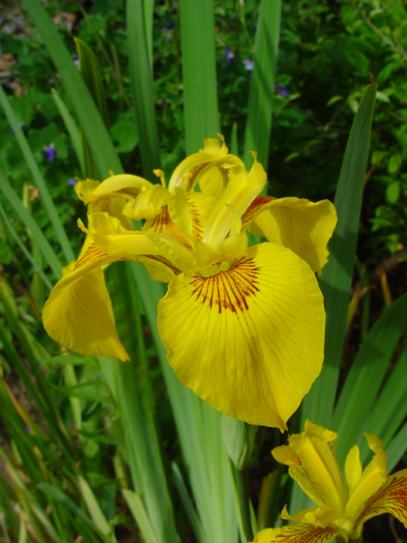 Image of Iris pseudacorus specimen.