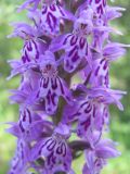 Dactylorhiza fuchsii. Часть соцветия. Московская обл., Одинцовский р-н, окр. г. Кубинка, окр. водохранилища Трасна, опушка леса, низина. 23.06.2009.