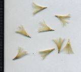 Carlina biebersteinii. Невызревшие семянки. Курская обл., Железногорский р-н, пос. Каменец, ур. Жуковец, залежь. 1 ноября 2009 г.