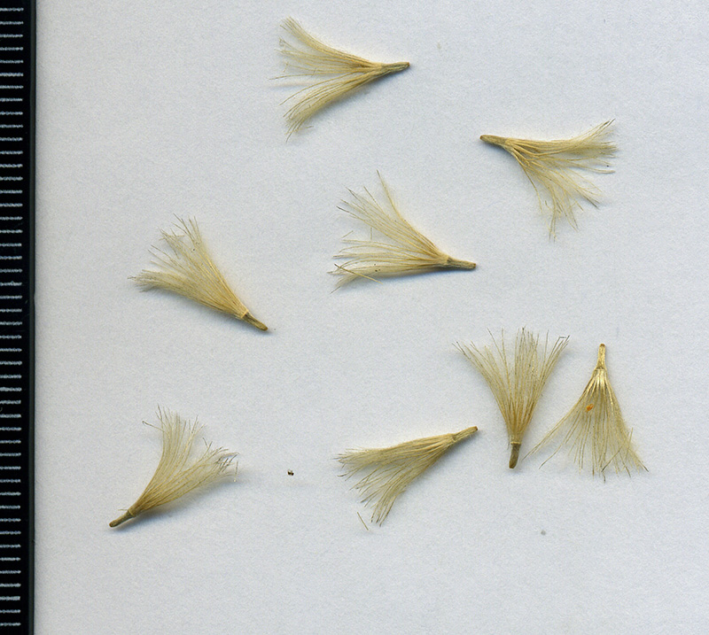 Image of Carlina biebersteinii specimen.