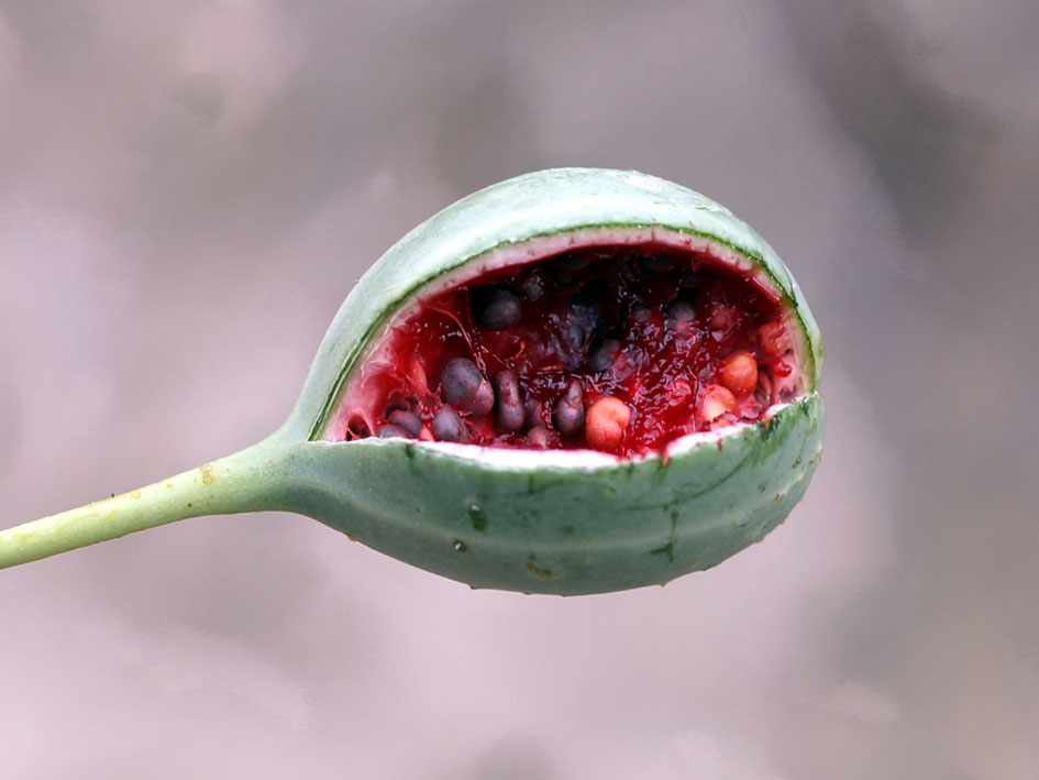 Image of Capparis herbacea specimen.