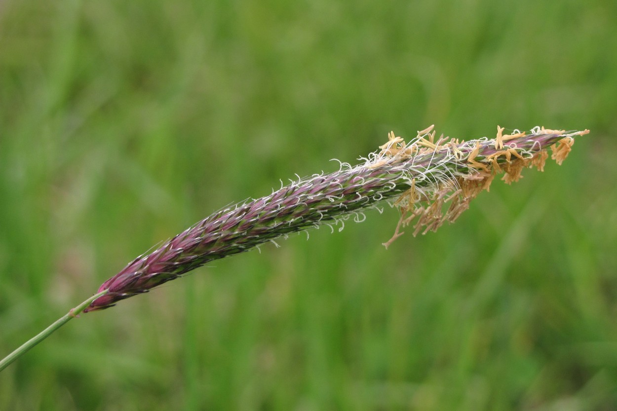 Изображение особи Alopecurus myosuroides.