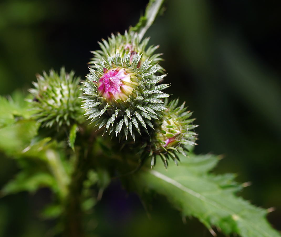 Изображение особи Carduus crispus.