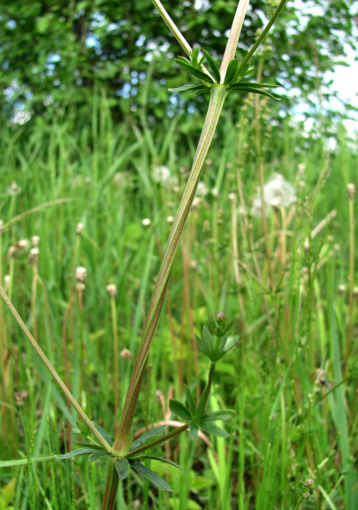 Изображение особи Galium mollugo.