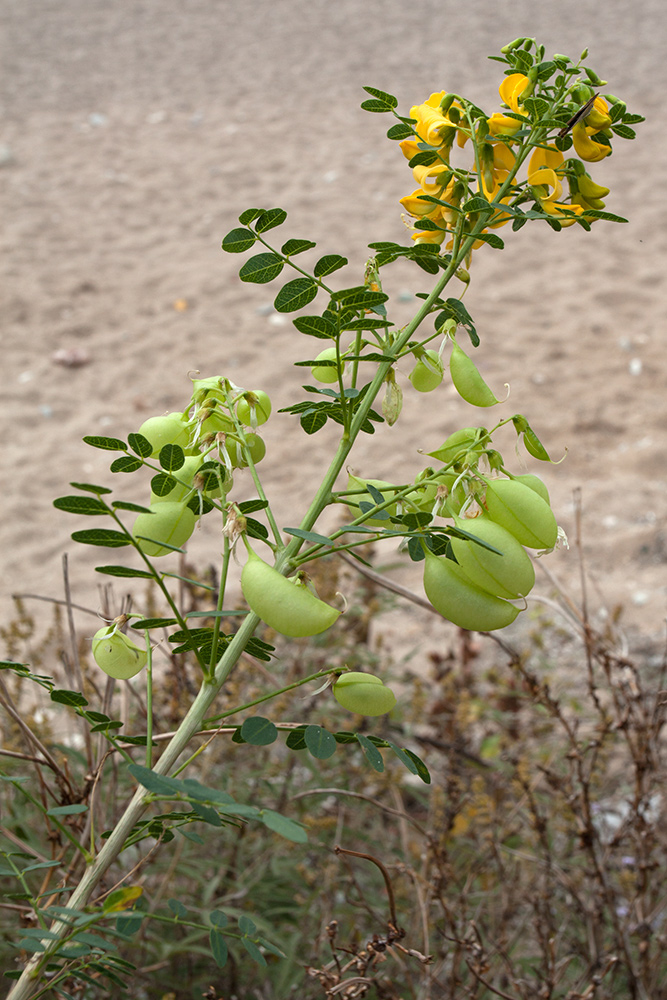 Изображение особи Colutea arborescens.