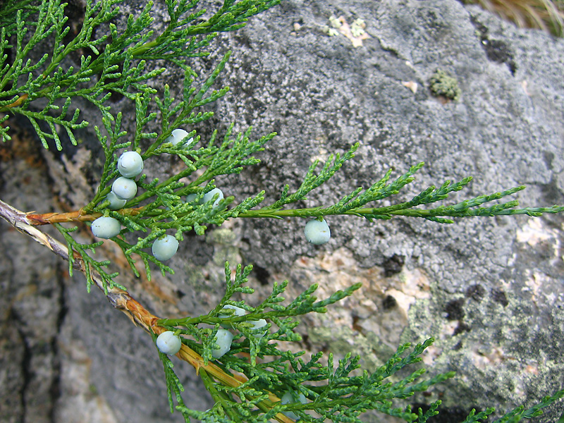 Image of Juniperus sabina specimen.