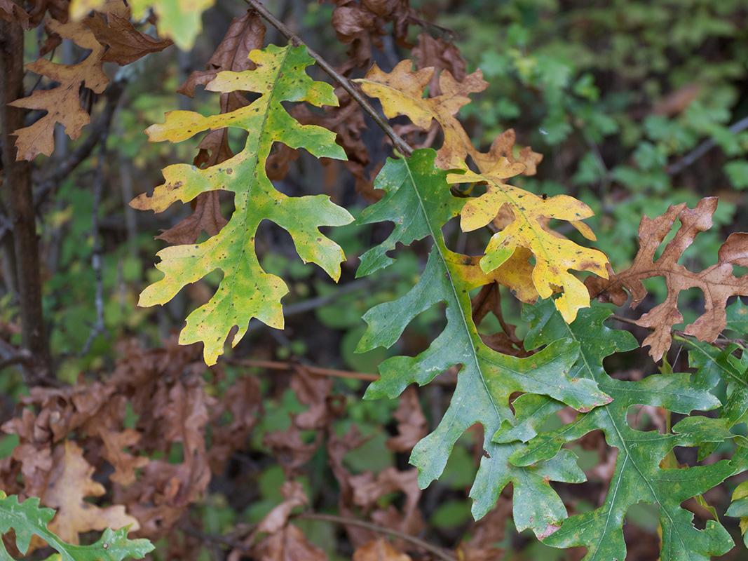 Изображение особи Quercus frainetto.