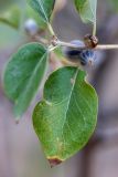 Lonicera nummulariifolia