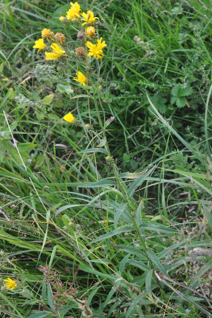 Изображение особи Hieracium umbellatum.