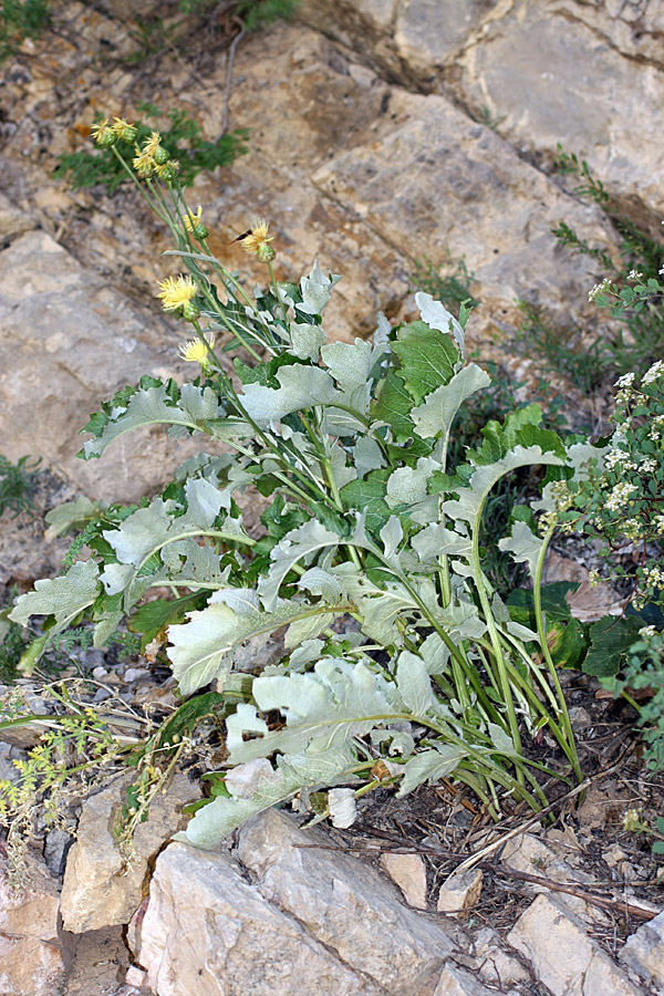 Изображение особи Cousinia grandifolia.