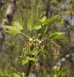 Image of taxon representative. Author is Тамара Риб