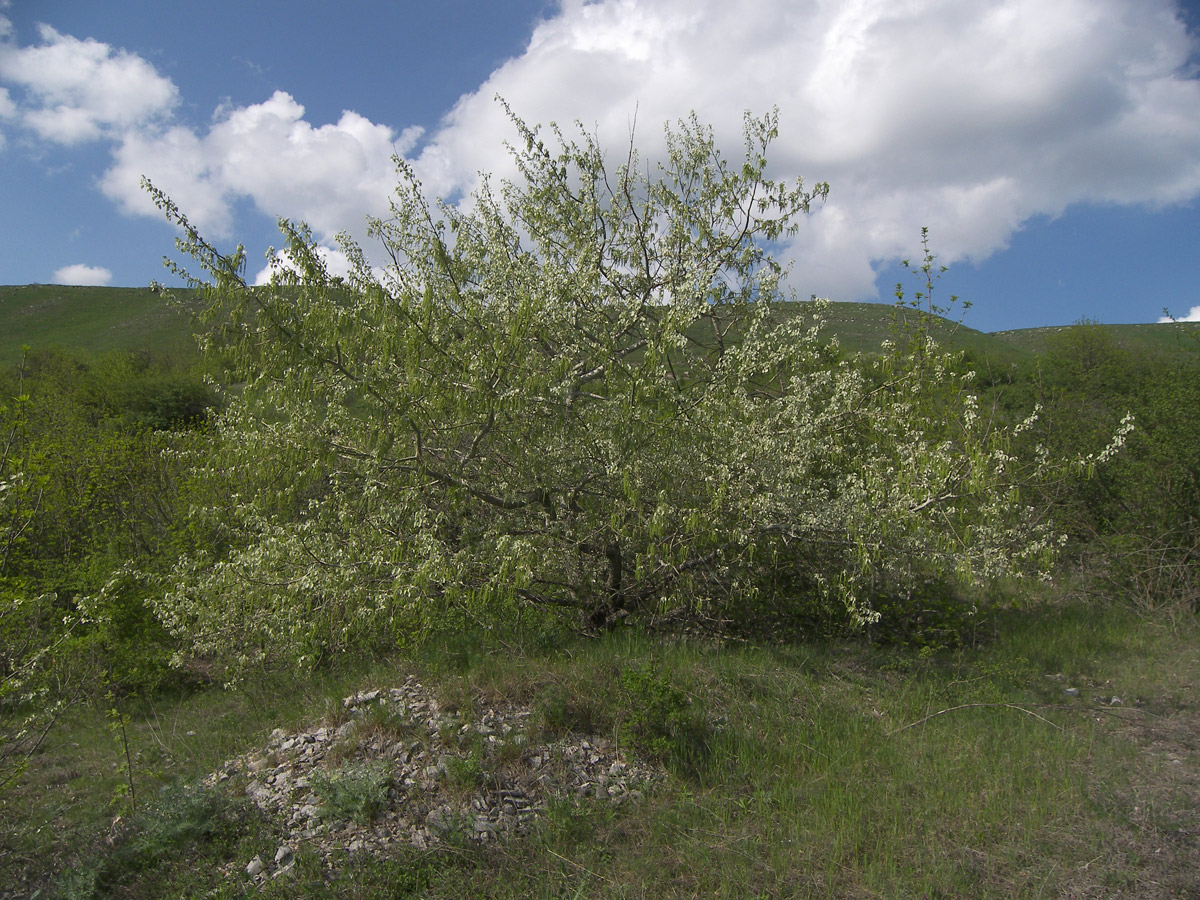 Изображение особи Populus alba.