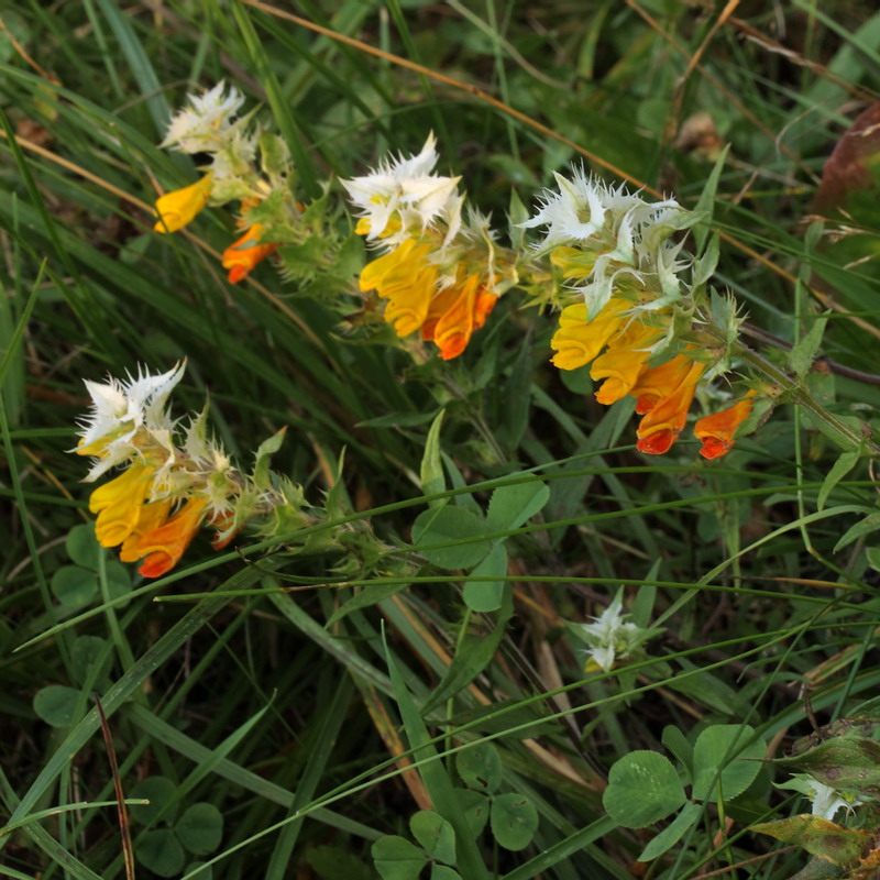 Image of Melampyrum nemorosum specimen.