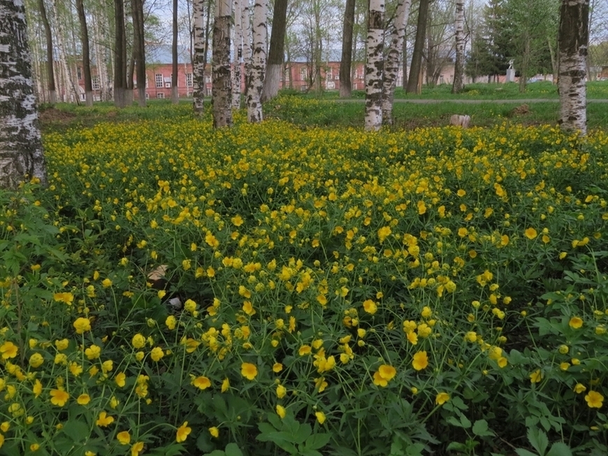 Изображение особи Ranunculus cassubicus.