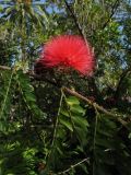 Calliandra haematocephala