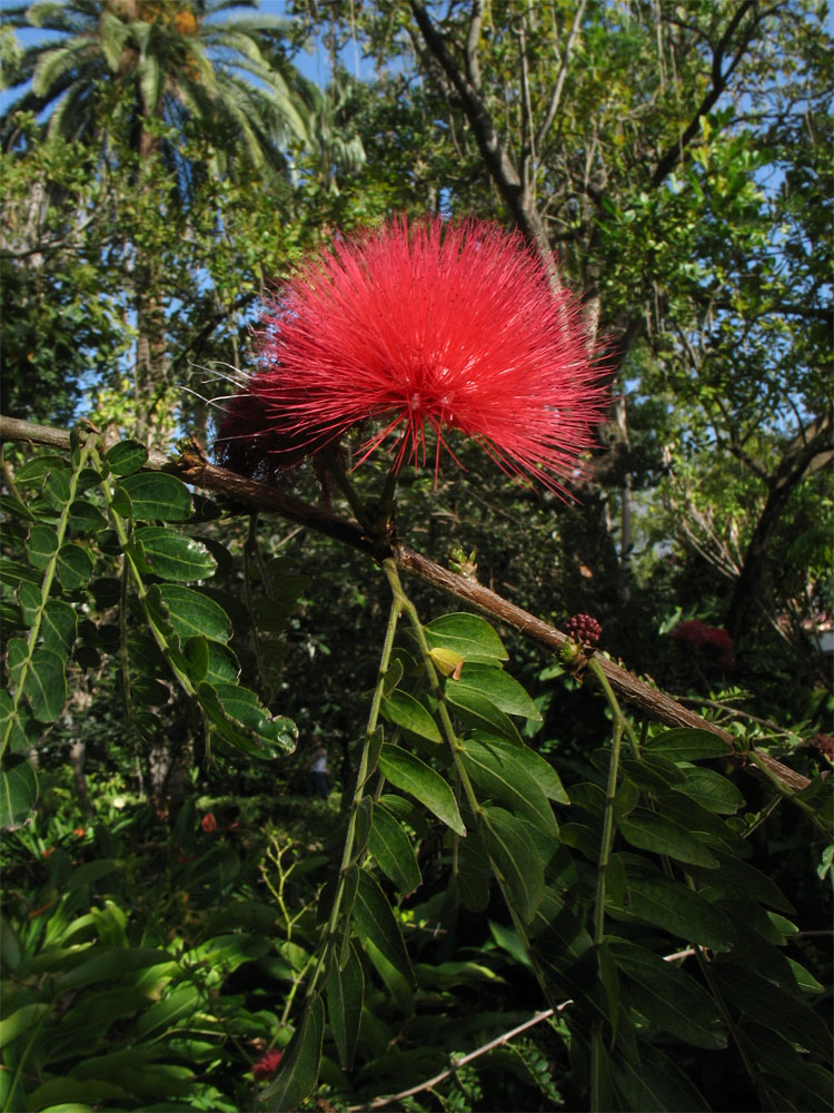 Image of Calliandra haematocephala specimen.