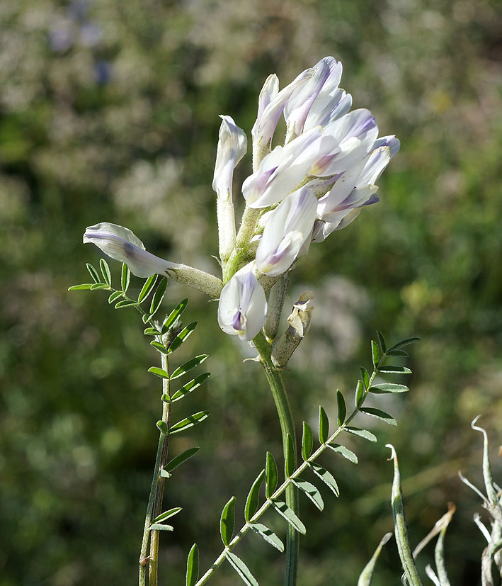 Изображение особи Astragalus karkarensis.