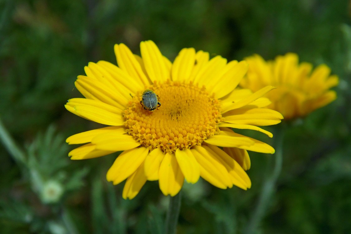 Image of Anthemis tinctoria specimen.