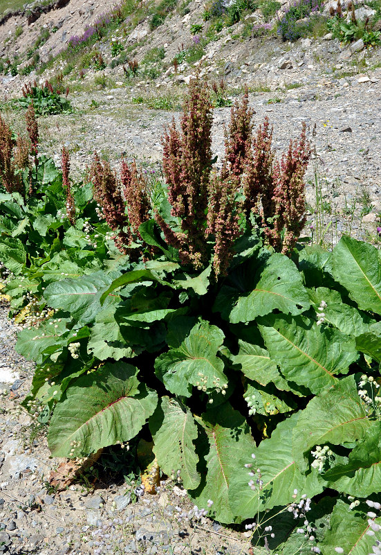 Изображение особи Rumex alpinus.