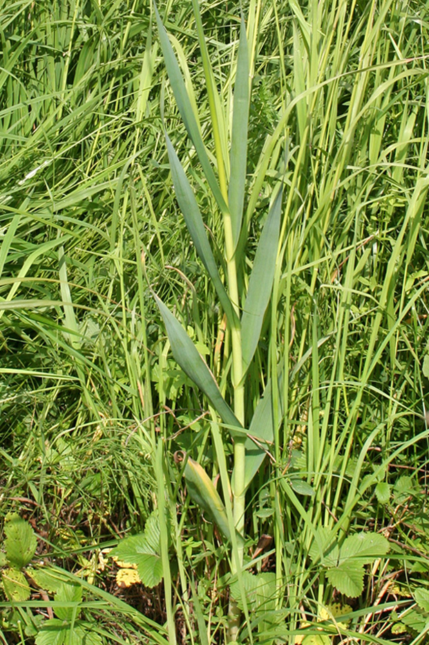 Изображение особи Allium obliquum.