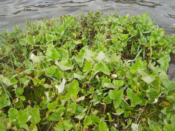Image of Petasites frigidus specimen.