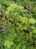 Ribes rubrum