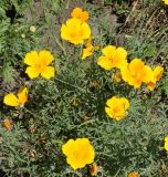 Eschscholzia californica
