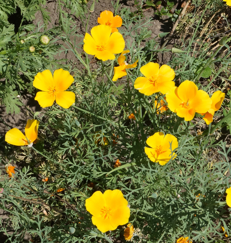 Image of Eschscholzia californica specimen.