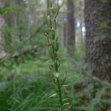 Platanthera bifolia. Соплодие с невызревшими плодами. Свердловская обл., окр. г. Североуральск, травяно-моховой сосняк с елью на известняках. 12.08.2007.